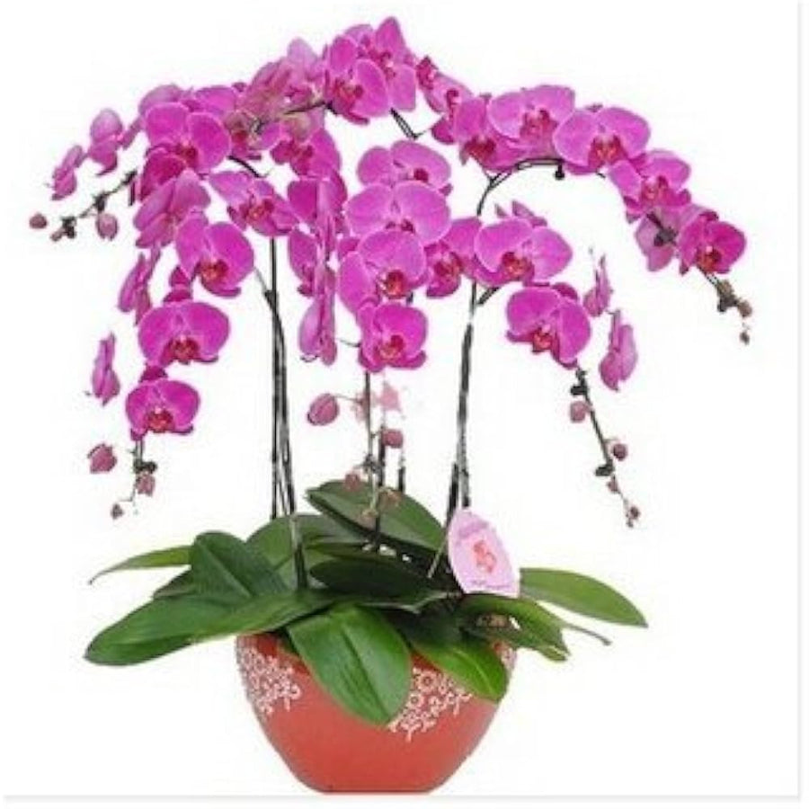 Oxalis Acetosella Violet Flower - for planting in home garden