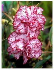 Raspberry Ripple Carnation Seeds for sweet homegrown fruit in the Flower Bed