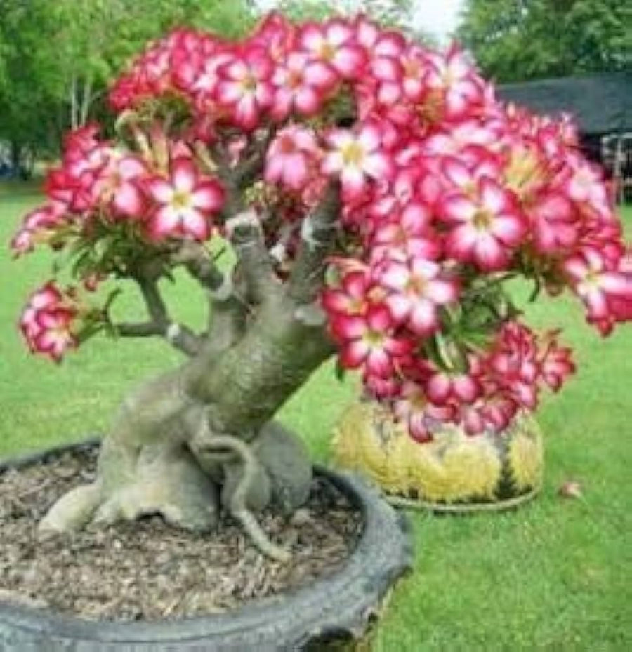 Golden Rose ��������� Rosa spp. ��������� for planting in home garden