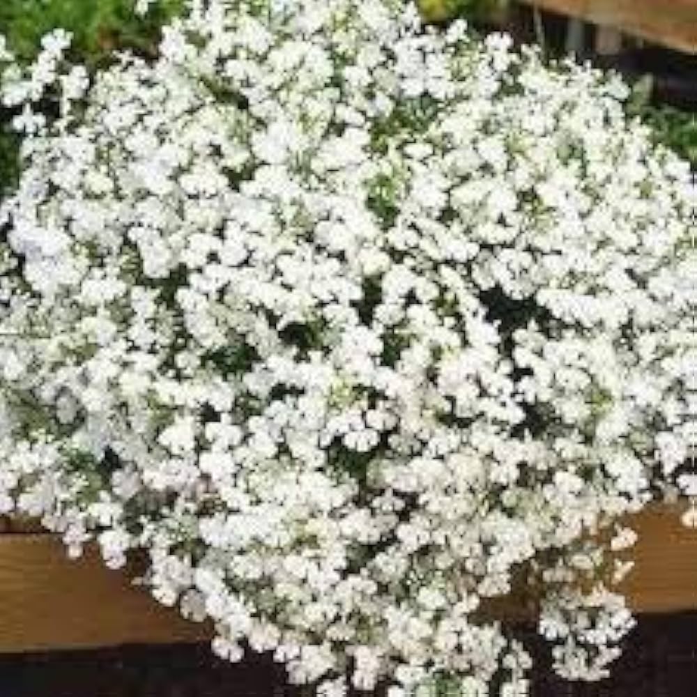 Lobelia Regatta White Rollier seeds (Lobelia erinus) for clean white hanging garden flowers