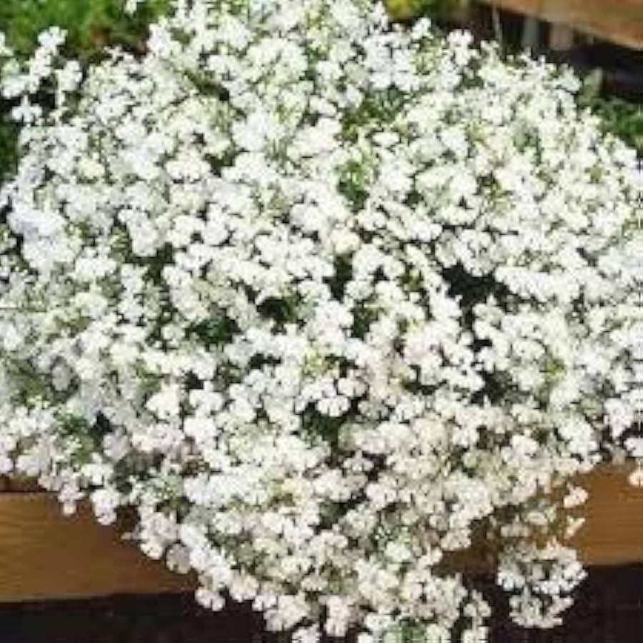 Lobelia Regatta White Rollier seeds (Lobelia erinus) for clean white hanging garden flowers