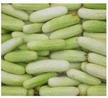 White Cucumber Seeds for productive rows in the DIY Home Garden & Vegetable Planting