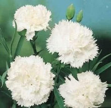 Superbus White Carnation Seeds for gardeners building out beds and borders