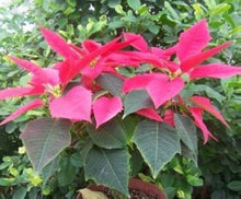 Euphorbia Pulcherrima Euphorbia pulcherrima seeds for planting in flower bed