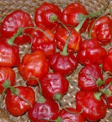 Rocotillo Pepper for planting