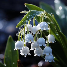 White Lily of the Valley Seeds known for bonsai Plants