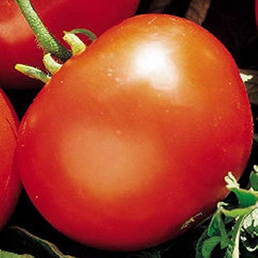 Manitoba tomato seeds – Solanum lycopersicum – for planting in home garden