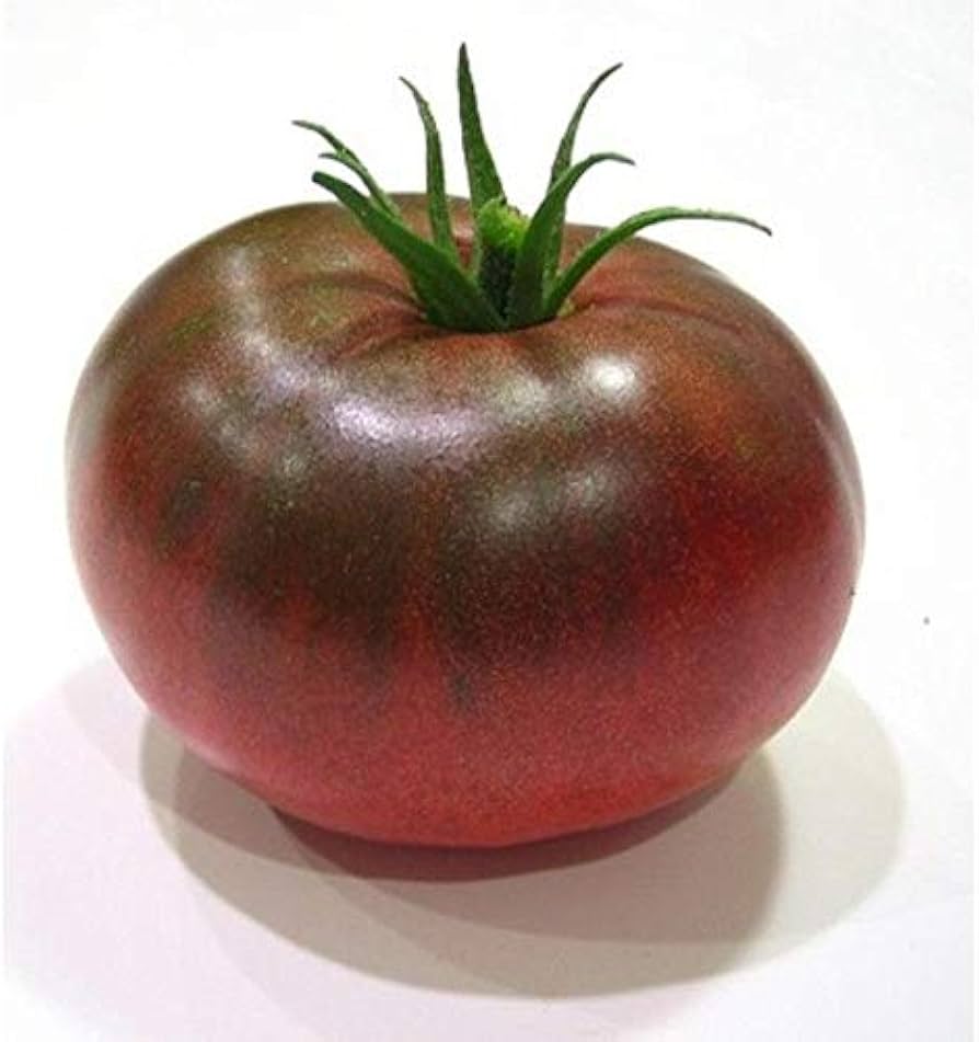 Black Prince Tomato (Solanum lycopersicum) for planting in vegetable garden