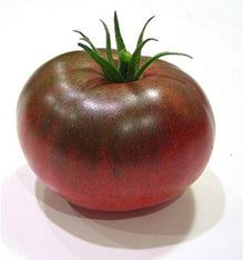 Black Prince Tomato (Solanum lycopersicum) for planting in vegetable garden