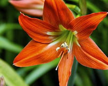 Amaryllis & Barbados Lily Seeds for a bright addition to the Home Garden & Flower Bed