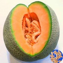 Melon Cucumis Melo Zucker Honig Seeds prized among growers for kitchen Backyard Harvest