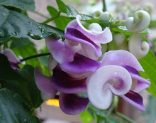 Plant Seeds (Vigna caracalla) for training up trellises and fences