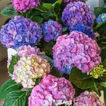 Hydrangea Seeds (Hydrangea macrophylla) for vertical growth across the backyard gardening and decorative pots