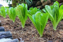 Cimarron Romaine Lettuce Seeds (Lactuca sativa) for productive rows in the Bulk Garden Beds