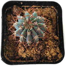 Spiked Blue Cactus Seeds (Ferocactus glaucescens) for low-maintenance growing in the indoor pots and desert garden planting