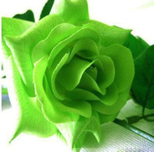 Green Rose Seeds (Rosa chinensis) for seasonal color across the Flower Bed & Urban Garden