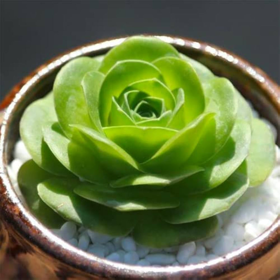Arrojadoa rhodantha ��������� exotic flowering cactus ��������� for planting in pots