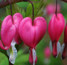 Bleeding Heart Dicentra spectabilis flower seeds for vertical gardens and shaded backyard planting - for planting in home garden