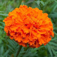 Marigold Orange Seeds (Tagetes erecta) for a lasting display in the Flower Bed