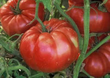 Mennonite Tomato Seeds for productive rows in the Heirloom Garden
