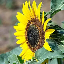 Giant Sunflower Seeds for a bright addition to the Helianthus bed pollinator strip