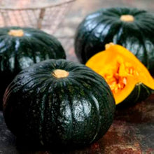Japanese Kikuza Seeds (Cucurbita moschata) for growers filling out the kitchen garden and traditional cooking use