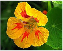 Nasturtium Creeper Seeds (Tropaeolum majus) for vertical growth across the Ornamental Climber Garden Planting