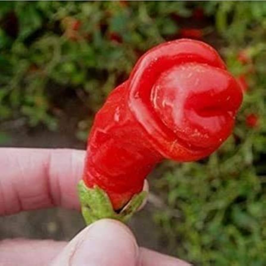Red - Peter for planting in home garden