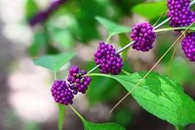 Callicar's Beerensamen Seeds (Callicarpa spp.) for a bright addition to the Flower Garden