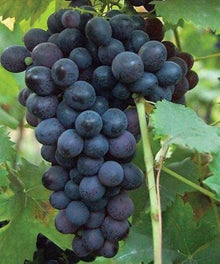 Japanese Miniature Grape Vine ��������� Vitis vinifera ��������� for home garden planting