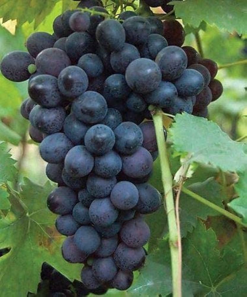 Japanese Miniature Grape Vine ��������� Vitis vinifera ��������� for home garden planting