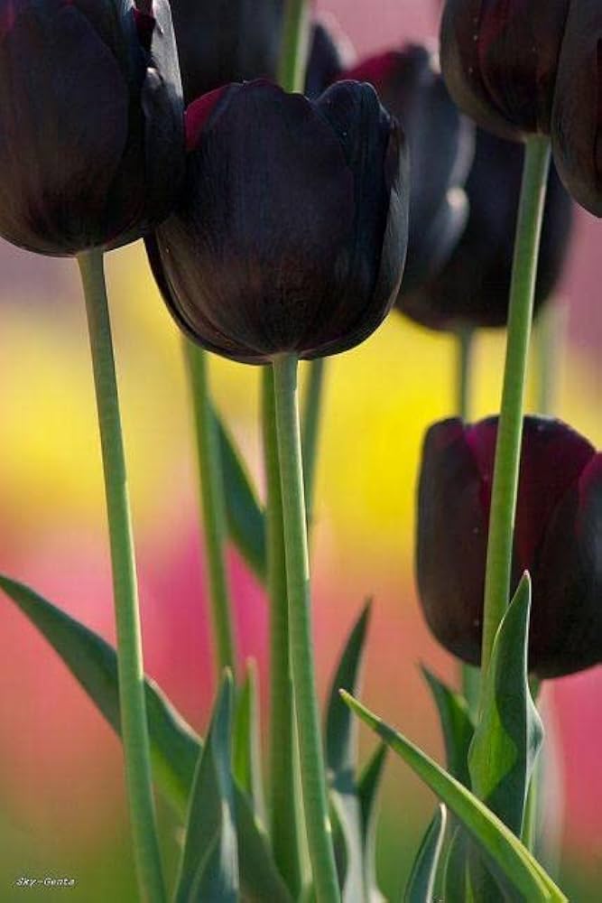 Double Early Tulip bulbs Schoo