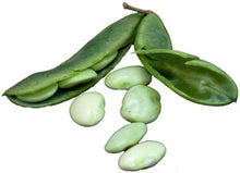 Tender Beans Seeds (Phaseolus vulgaris) for growers stocking the Home Vegetable Patch