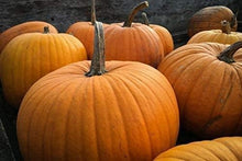 Pumpkin Seeds (Cucurbita pepo) for growers stocking the Vegetable Patch