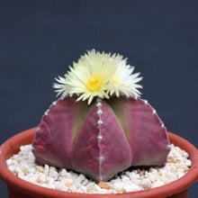 Plant Seeds (Astrophytum myriostigma) for low-maintenance growers