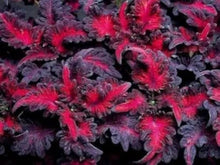 Coleus Plants for reliable seasonal color