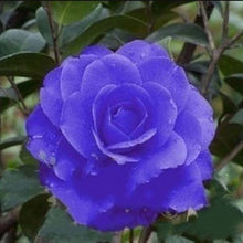 Camellia Seeds for seasonal color across the Sky Pink Garden