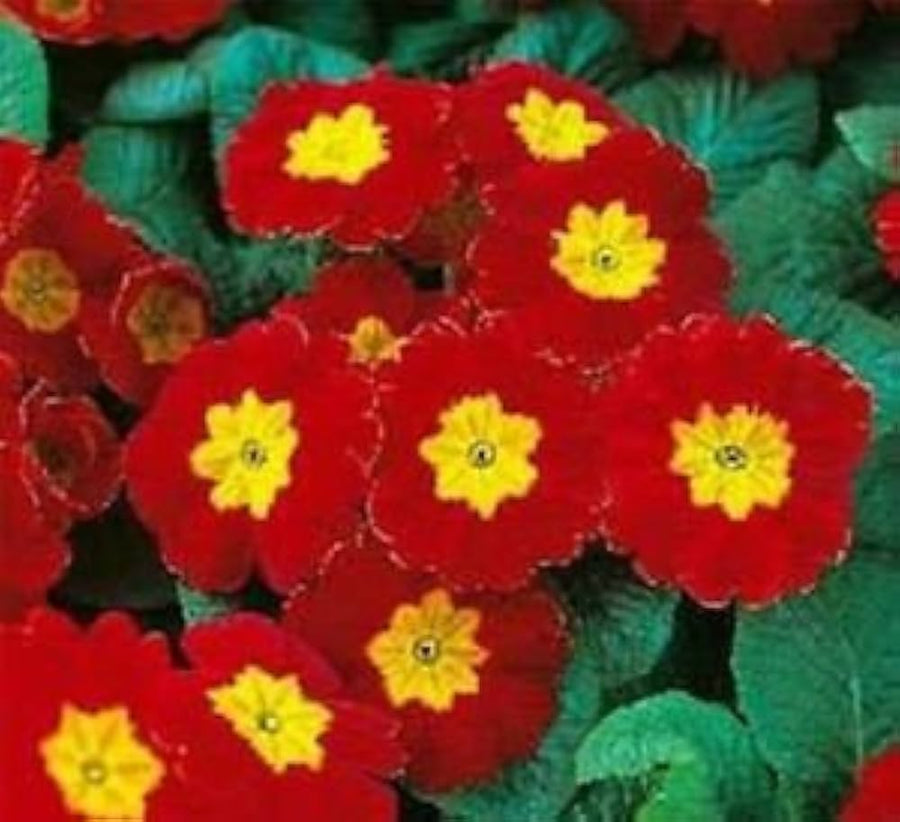Scarlet Common Primrose seeds â€“ deep red blooms for spring gardens