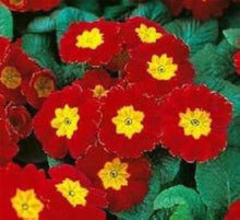 Clear Primrose Seeds valued for beautiful Yellow Flowers