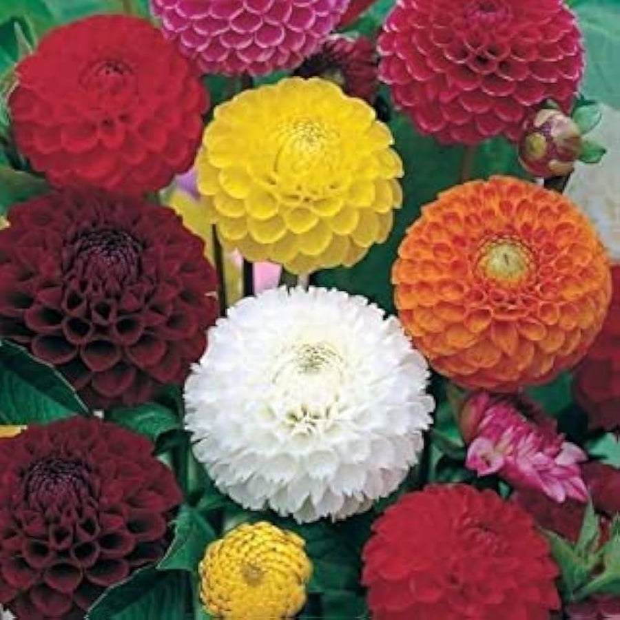 Dahlia Dandy Mix seeds for colorful home garden flowers
