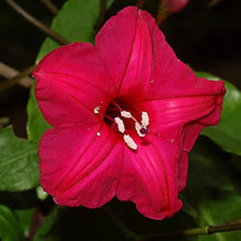 Cardinal Climber Ipomoea seeds