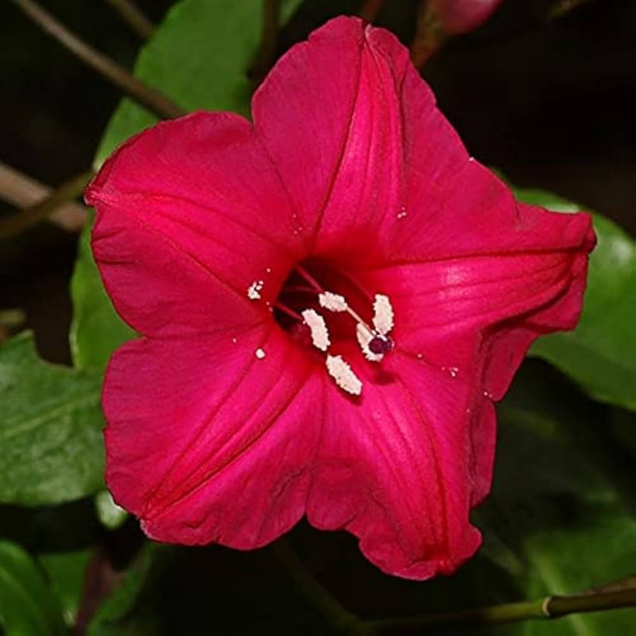 Cardinal Climber Ipomoea seeds