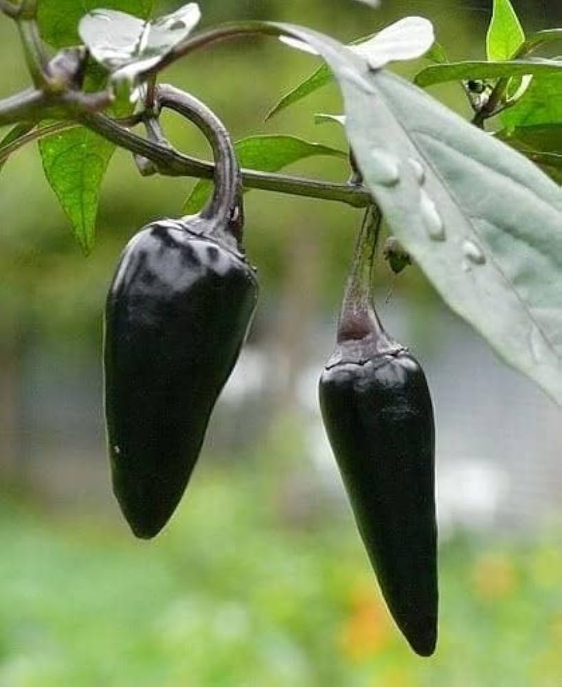 AURORA Chili Pepper Seeds (Capsicum annuum) for a productive addition to the vegetable patch