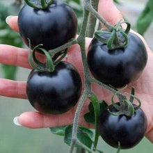 Black Tomato Carbon seeds growing into dark purple-black heirloom tomatoes with rich, smoky flavor
