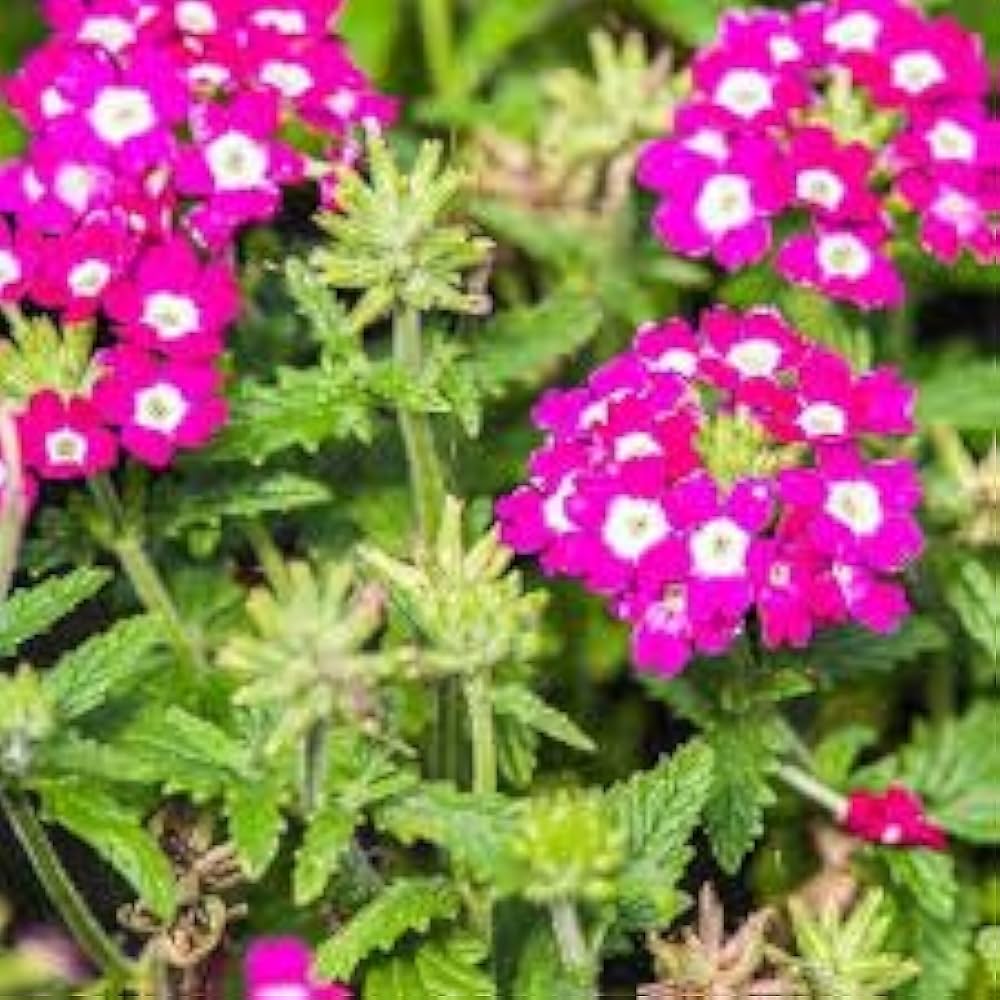 Verbena Hybrida Verbena spp. Seeds for planting in flower bed