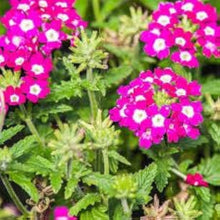 Verbena Hybrida Verbena spp. Seeds for planting in flower bed