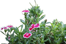 Chinese Pinks (Dianthus chinensis) seeds for garden planting