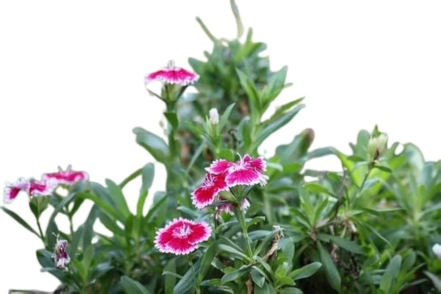 Chinese Pinks (Dianthus chinensis) seeds for garden planting