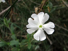 Alba Lychnis Coronaria Seeds for a colorful addition to any planting