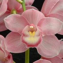 Green Cymbidium Orchid Seeds for growers seeking a long-blooming display